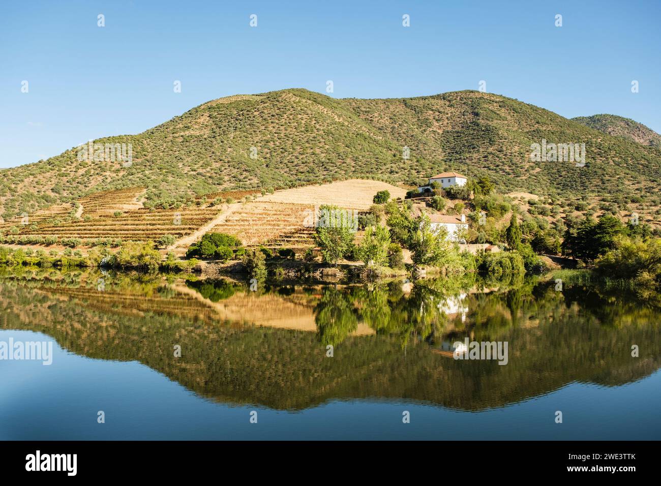 Olive groves and vineyards along the Douro River, Portugal, Europe. Stock Photo