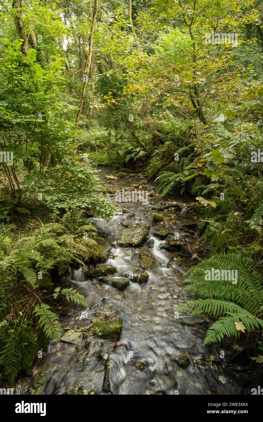 Temperate Rainforest,  Trethevey, near Tintagel, Cornwall, UK. Stock Photo