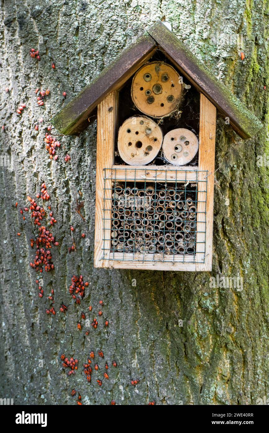 House for insects. A box made of bark, straw and stones. Bricks, cones ...