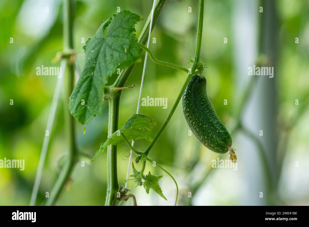 Plants in greenhouse. Greenhouse Cucumber. Cucumber plants growing. Cucumber (Cucumis sativus) Stock Photo