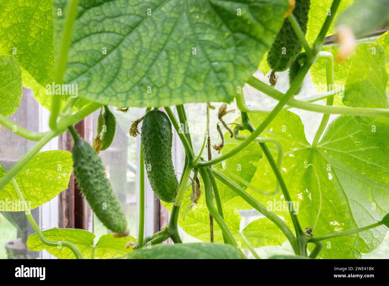 Plants in greenhouse. Greenhouse Cucumber. Cucumber plants growing. Cucumber (Cucumis sativus) Stock Photo