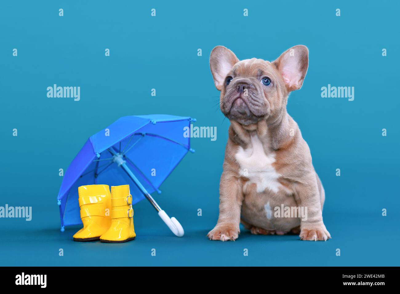 French Bulldog Umbrella - Blue French Bulldog Umbrella - Blue