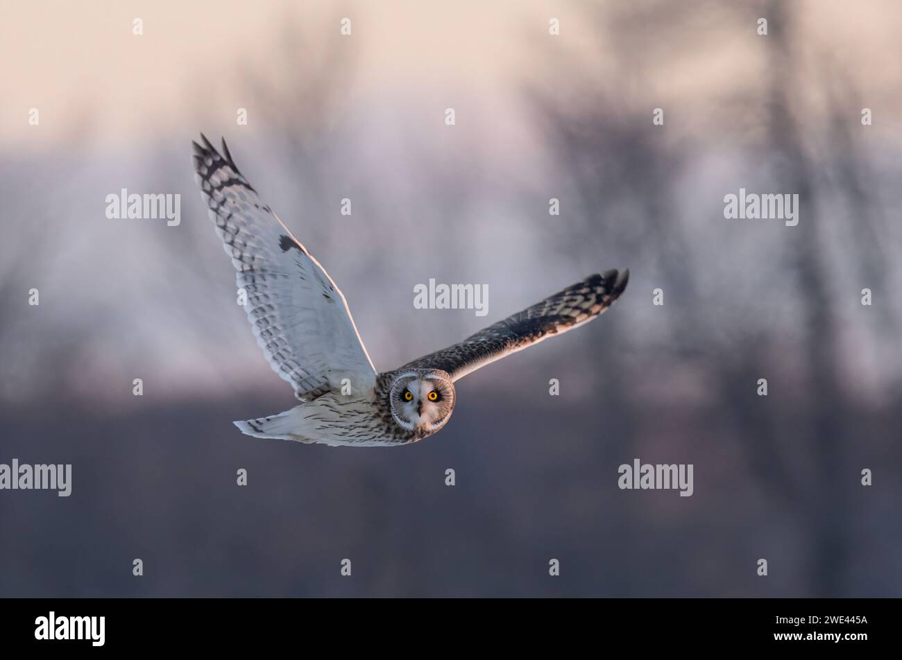 Short-eared owl hunting over a snow covered field in Canada Stock Photo
