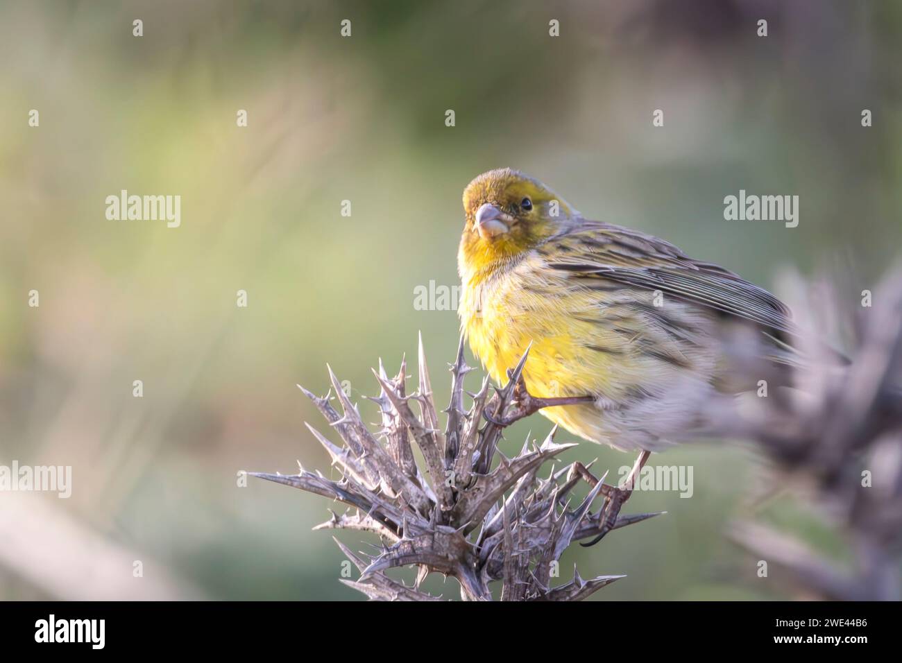 Serinus canaria perched on a plant eating feeding Stock Photo