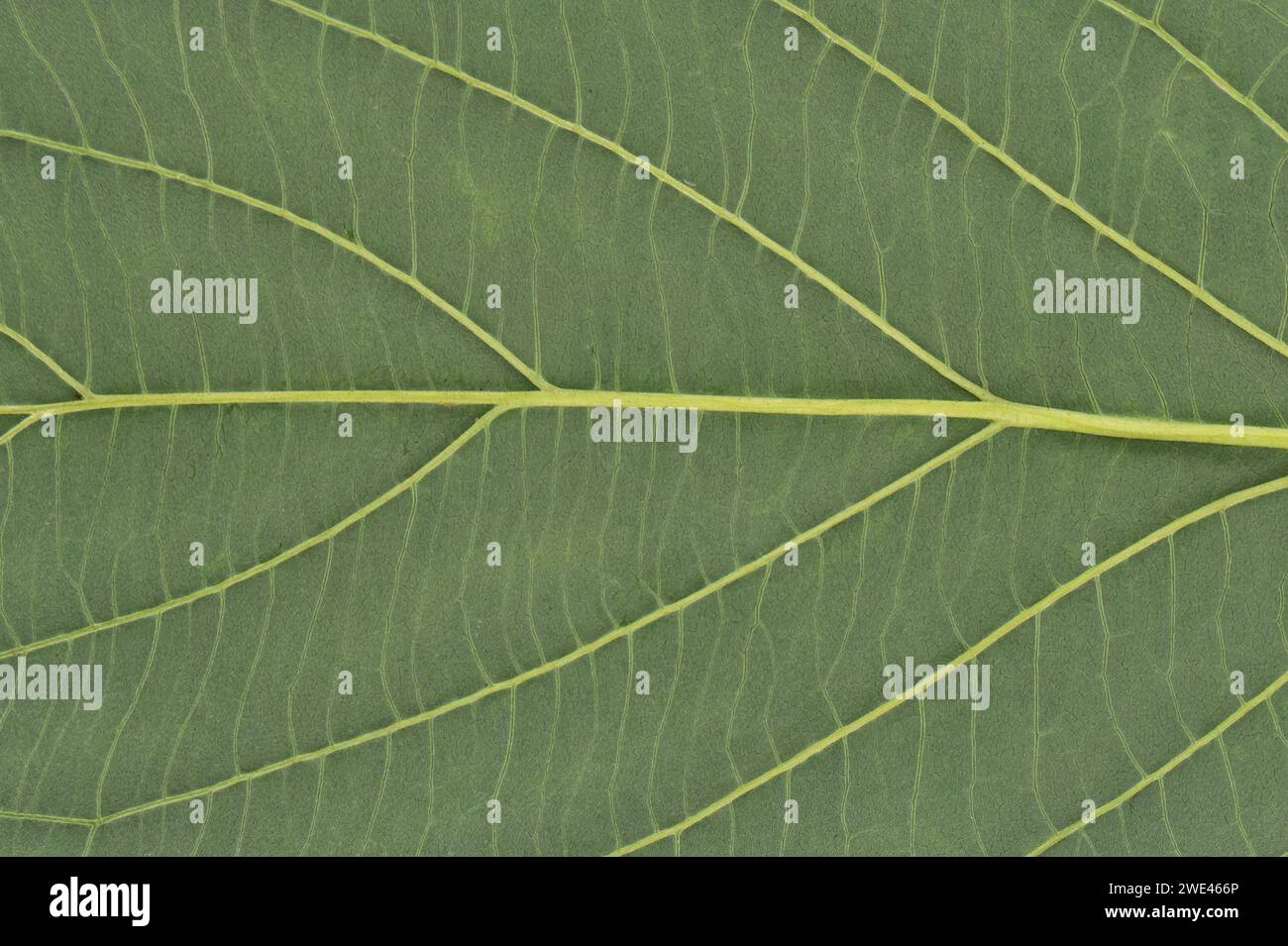 Green leaf texture background. Macro shot Stock Photo