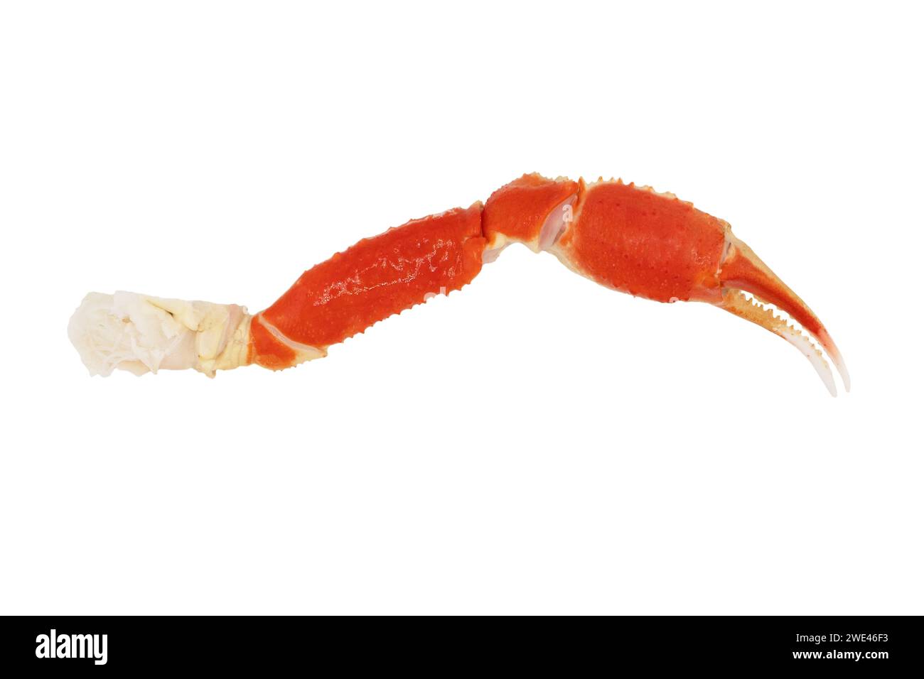Cooked Peruvian Southern King crab leg isolated on a white background