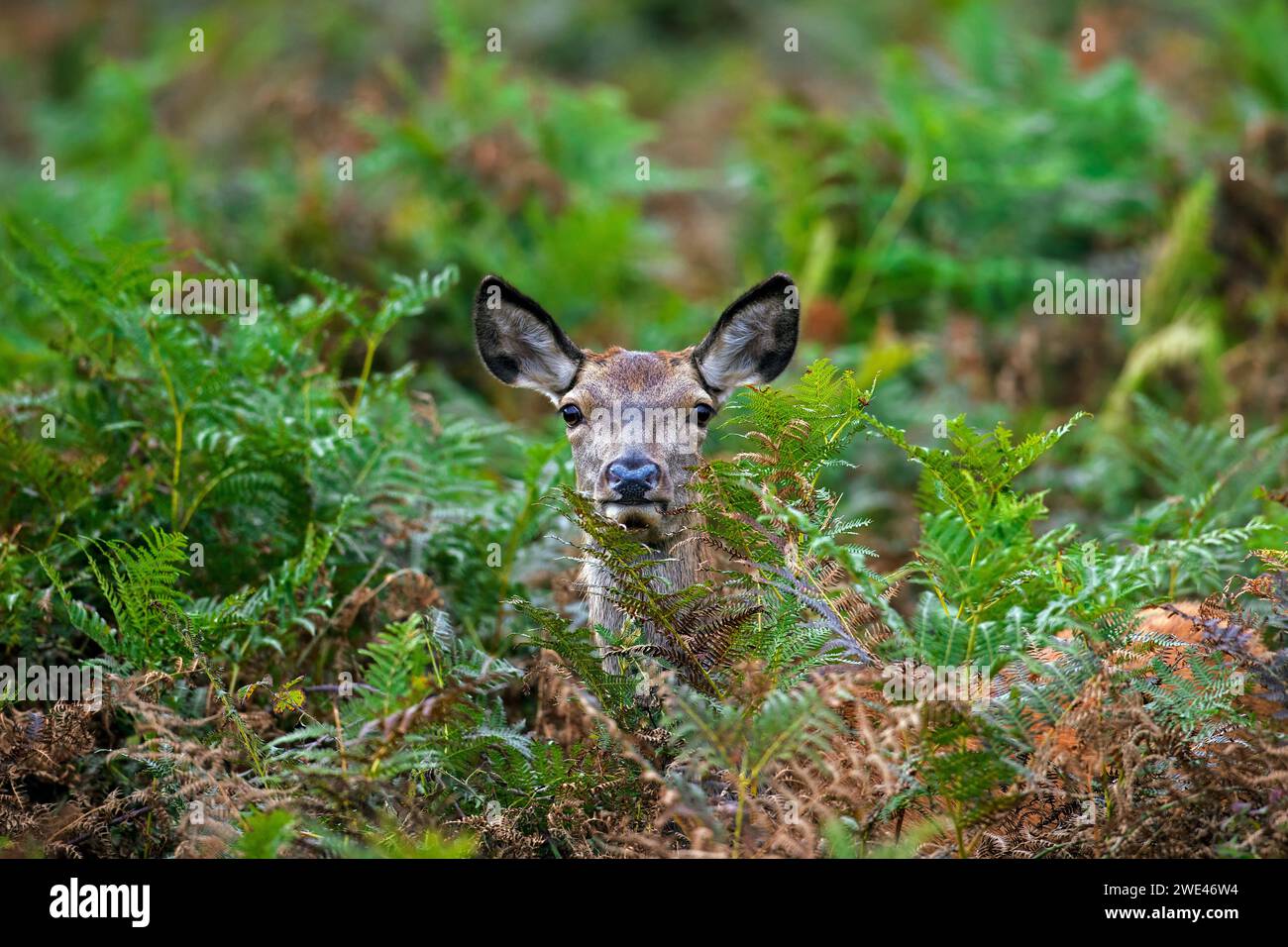 Red deer (Cervus elaphus) hind looking through bracken ferns in forest in autumn / fall Stock Photo