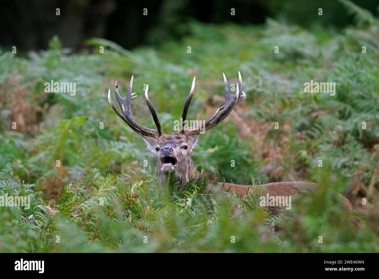 Red deer (Cervus elaphus) stag standing among bracken ferns while bellowing in forest during the rut in autumn / fall Stock Photo