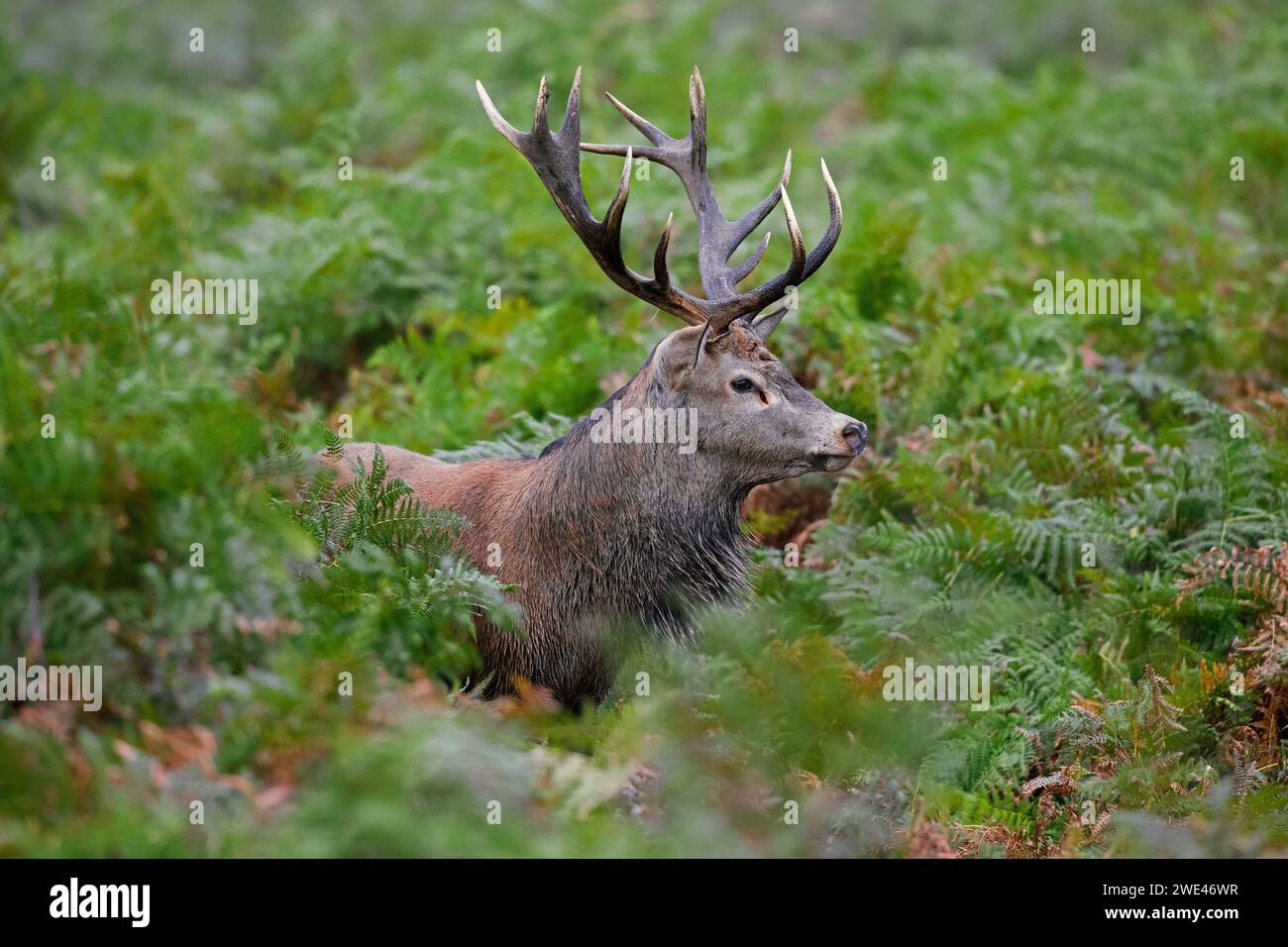 Red deer (Cervus elaphus) stag standing among bracken ferns in forest during the rut in autumn / fall Stock Photo