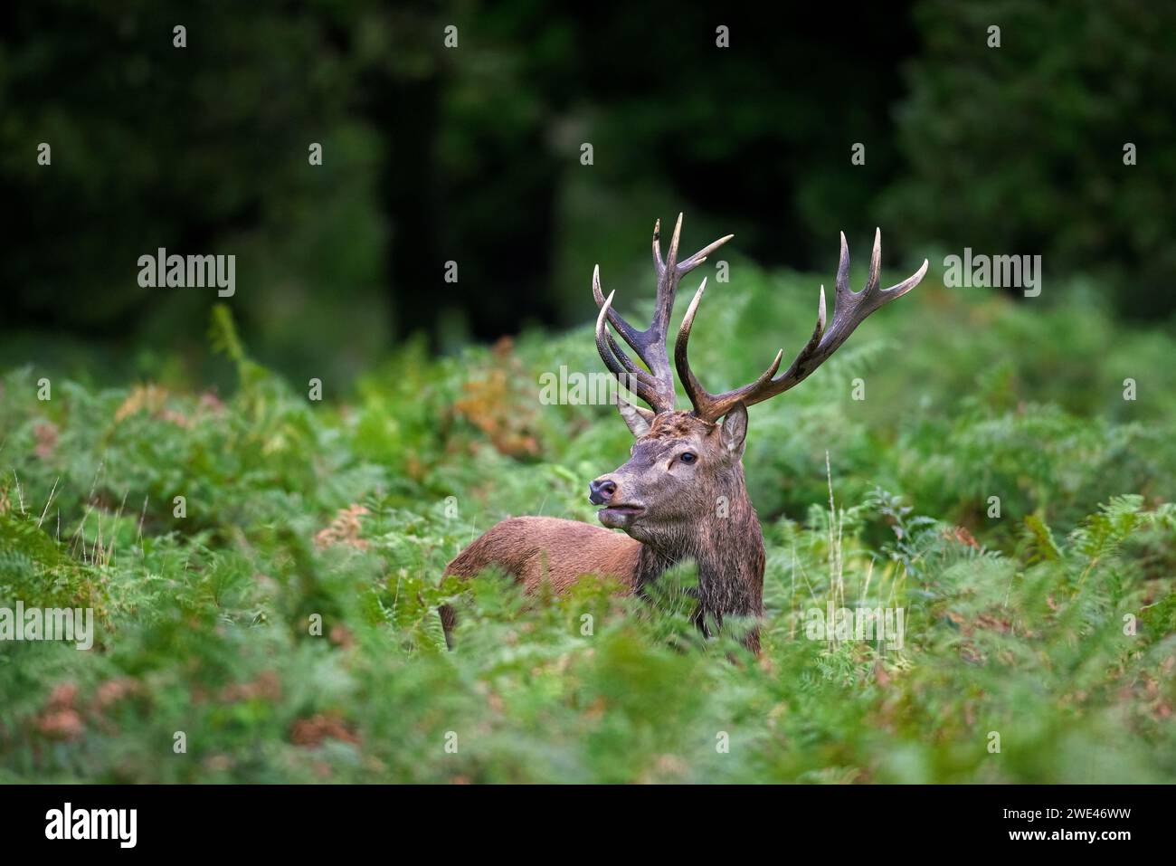 Red deer (Cervus elaphus) stag standing among bracken ferns in forest during the rut in autumn / fall Stock Photo