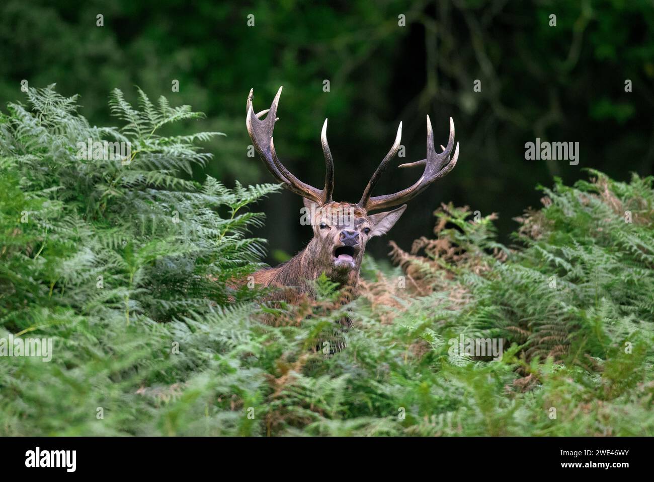 Red deer (Cervus elaphus) stag standing among bracken ferns while bellowing in forest during the rut in autumn / fall Stock Photo