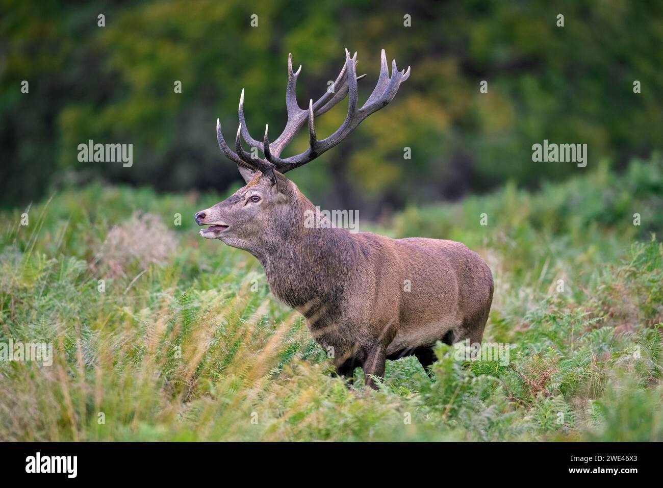 Red deer (Cervus elaphus) stag standing among bracken ferns in forest during the rut in autumn / fall Stock Photo