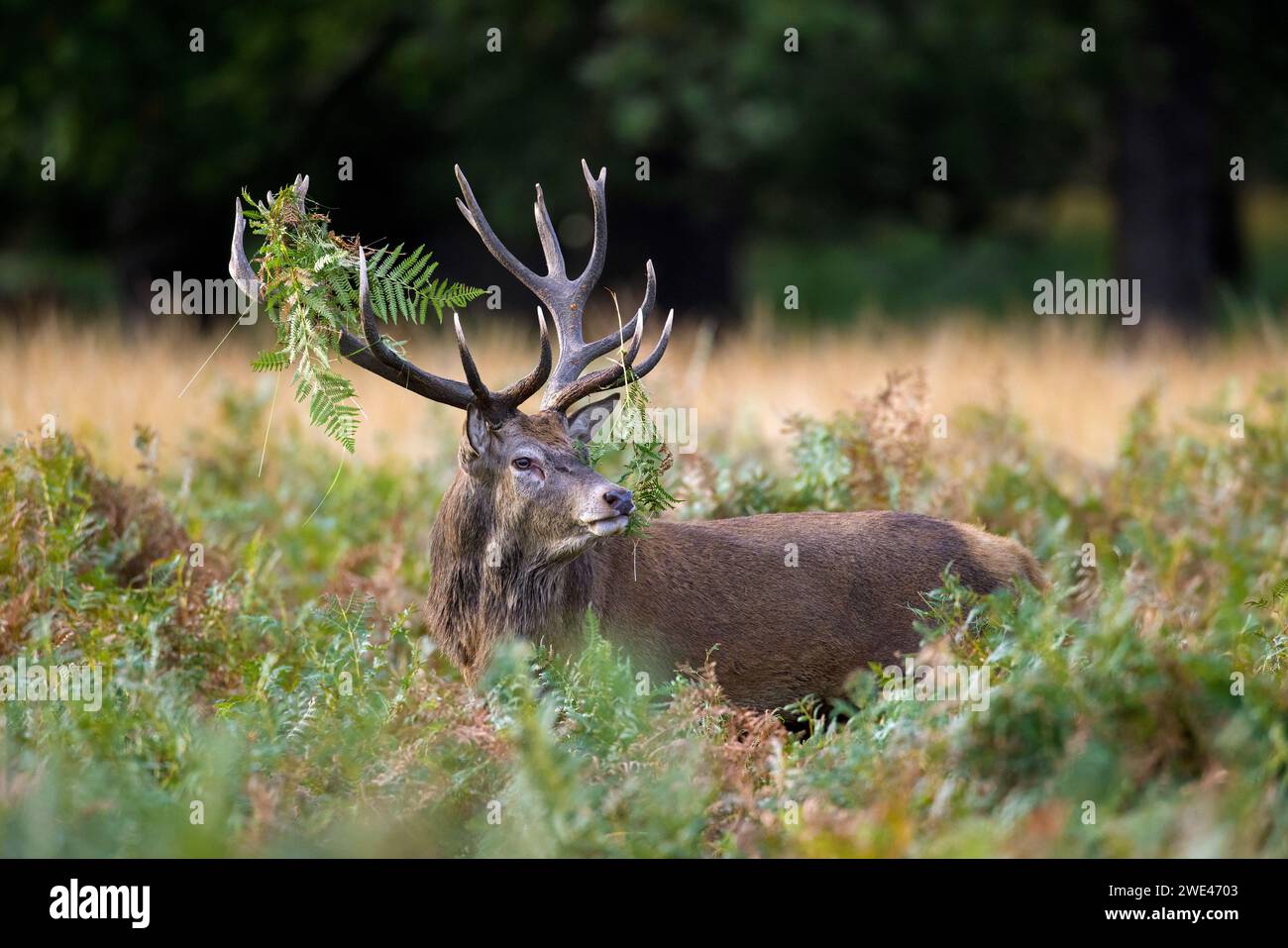 Red deer (Cervus elaphus) stag standing among bracken with antlers covered in ferns and vegetation in forest during the rut in autumn / fall Stock Photo