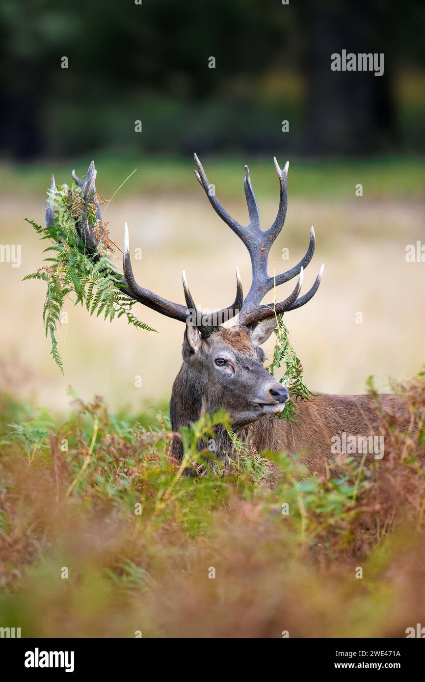 Red deer (Cervus elaphus) stag standing among bracken with antlers covered in ferns and vegetation in forest during the rut in autumn / fall Stock Photo