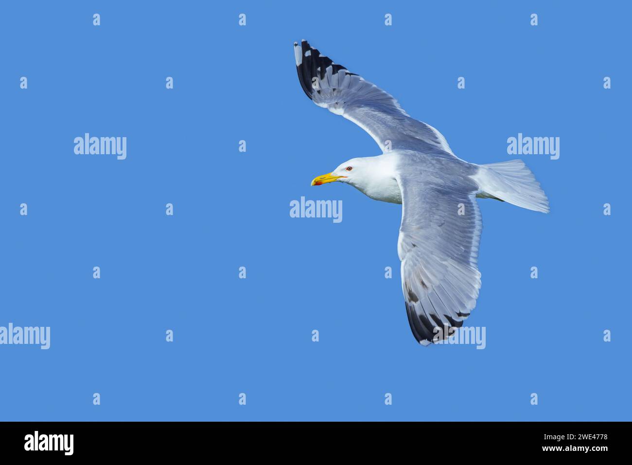 European herring gull (Larus argentatus) soaring in flight against blue sky Stock Photo