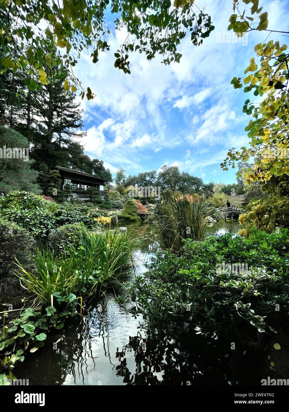 Serene view vibrant plants hi-res stock photography and images - Alamy