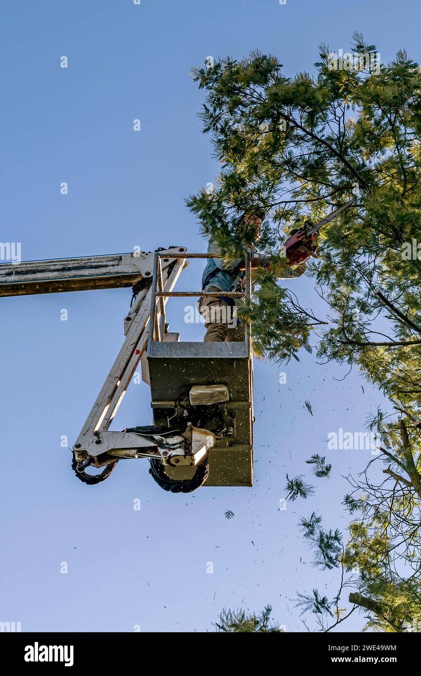 A man prunes a mimosa with a chainsaw by climbing high with an aerial platform Stock Photo