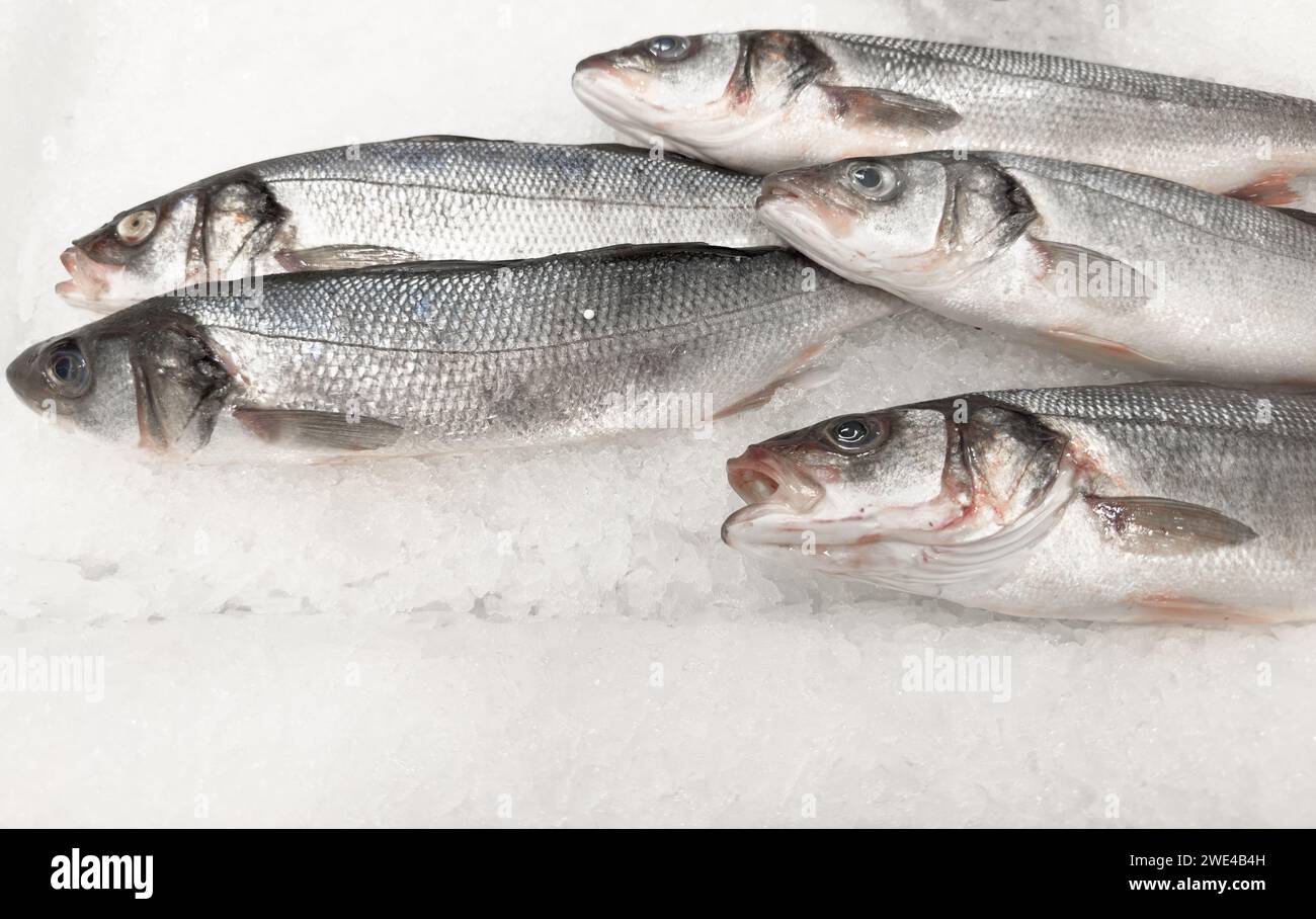 Fresh raw seabass fish in ice on the counter in a grocery store. Fresh seabass fish on ice at the fish market Stock Photo