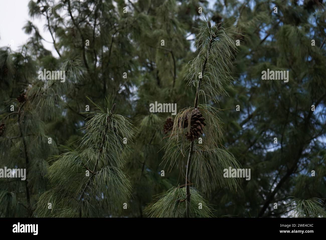 Pine, Bhutan pine, blue pine, Himalayan pine and Himalayan white pine(Pinus wallichiana) Stock Photo