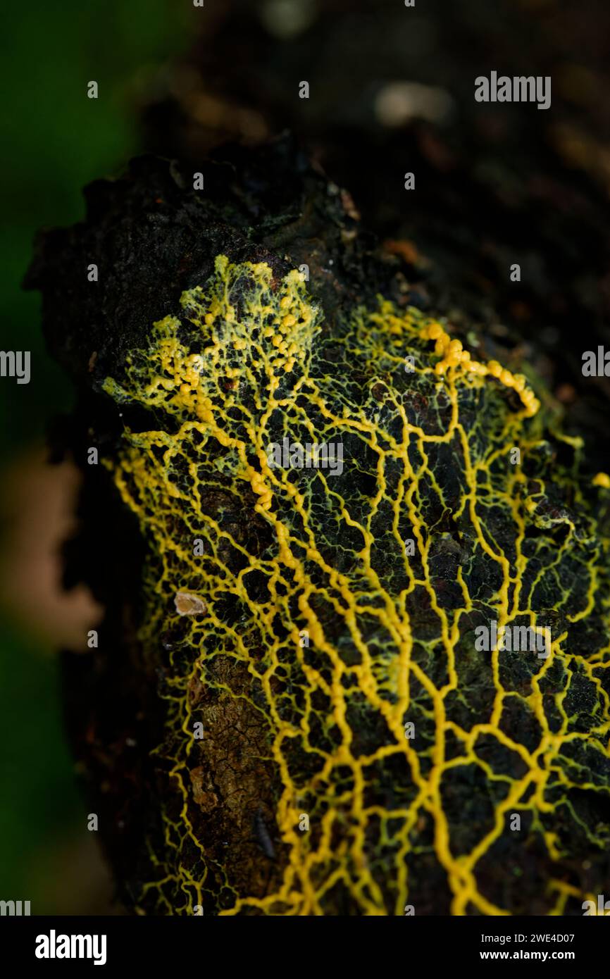 Yellow plasmodial slime mold on rotten wood Stock Photo