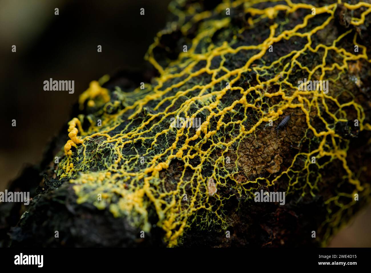 Yellow plasmodial slime mold on rotten wood Stock Photo