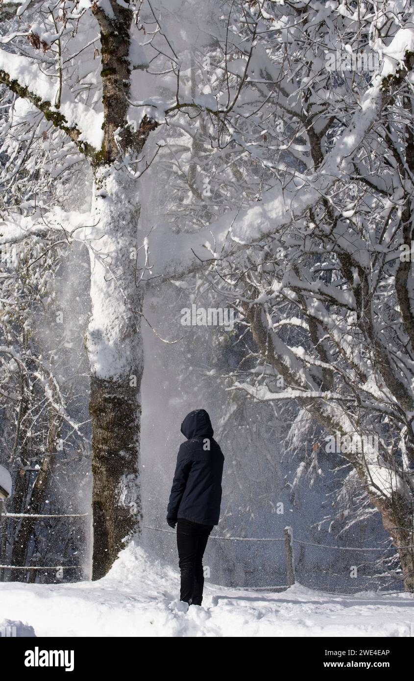 A lot of snow falls on a man from a tree, in a sunny winter day Stock Photo