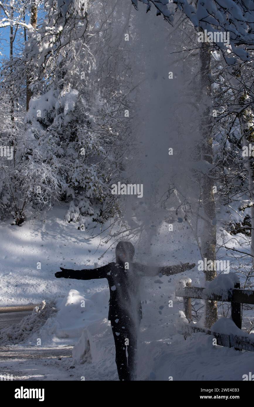 A lot of snow falls on a woman from a tree, in a sunny winter day Stock Photo