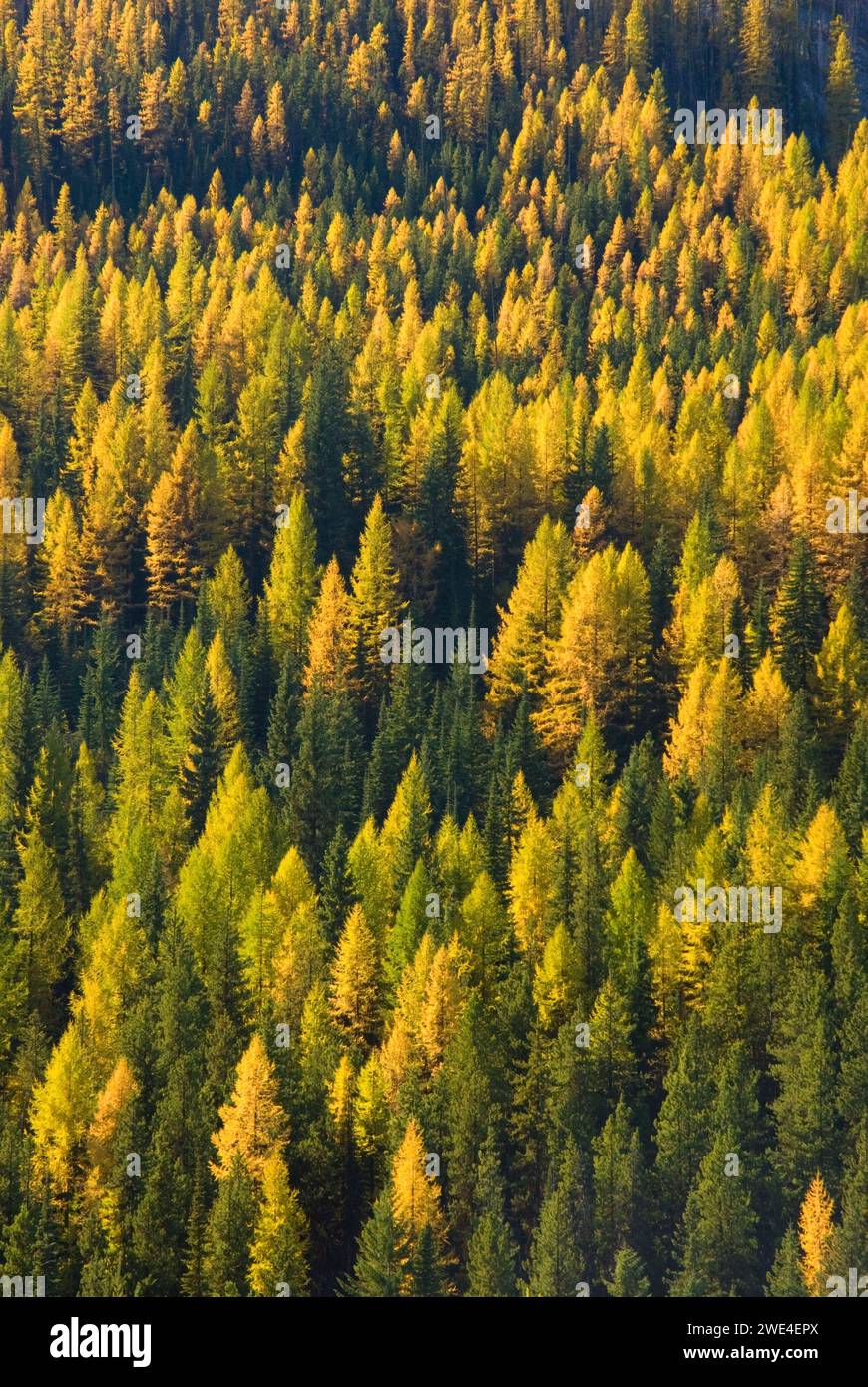 Forest, Sherman Pass Scenic Byway, Colville National Forest, Washington Stock Photo