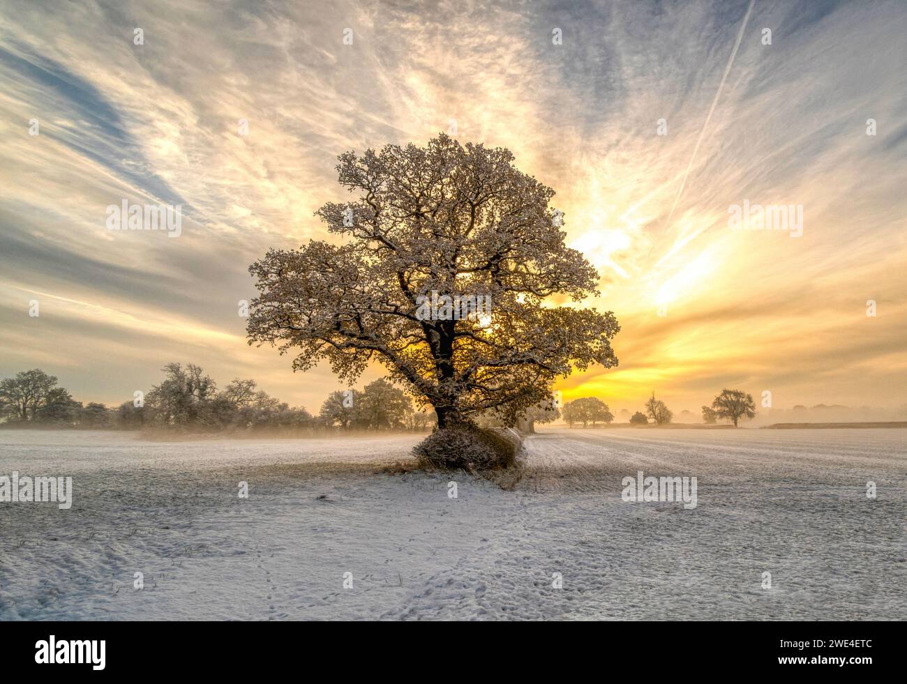 Sunrise in the distance behind a snow tipped tree Stock Photo