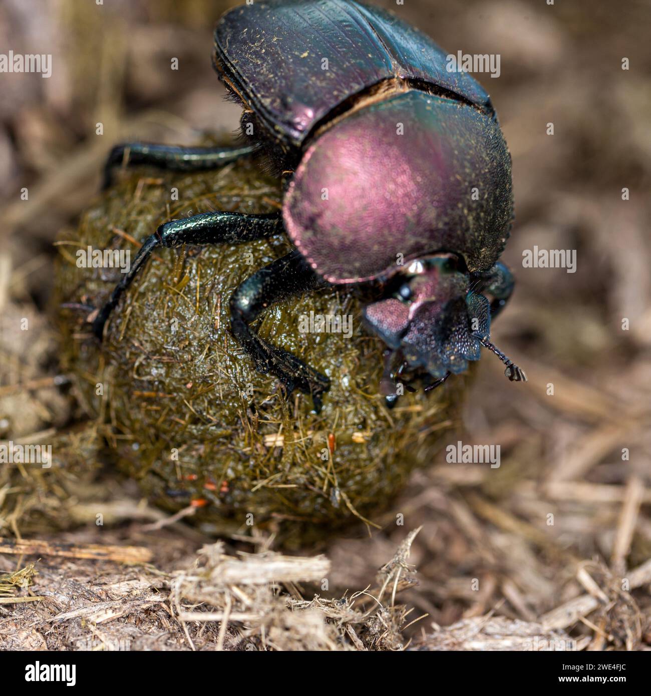 Royalbeetle Insect eSwatini, Swaziland, Hlane Royal National Park, Dung Beetle (Scarabaeus ...