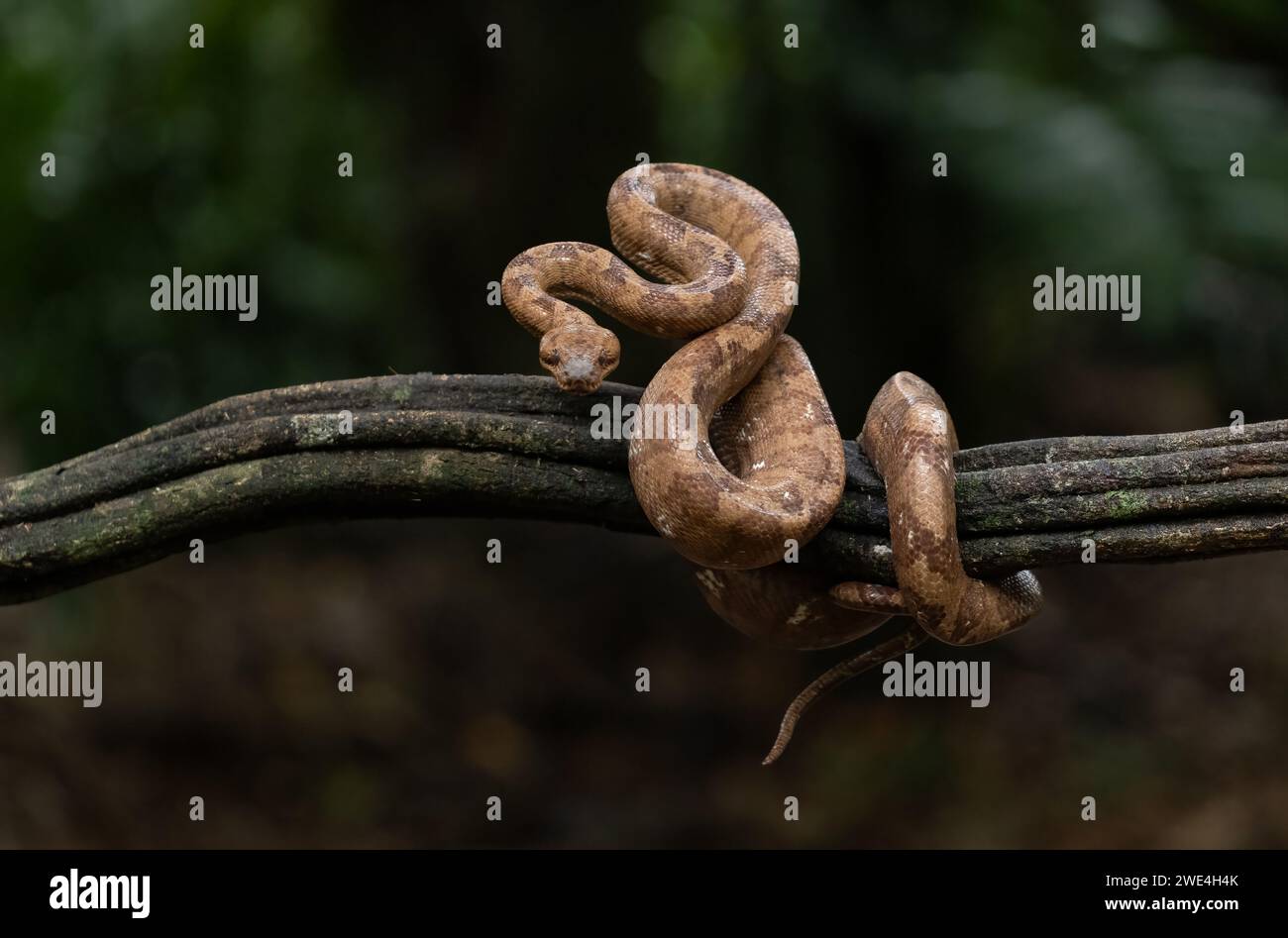 A snake in the rainforest of Costa Rica Stock Photo