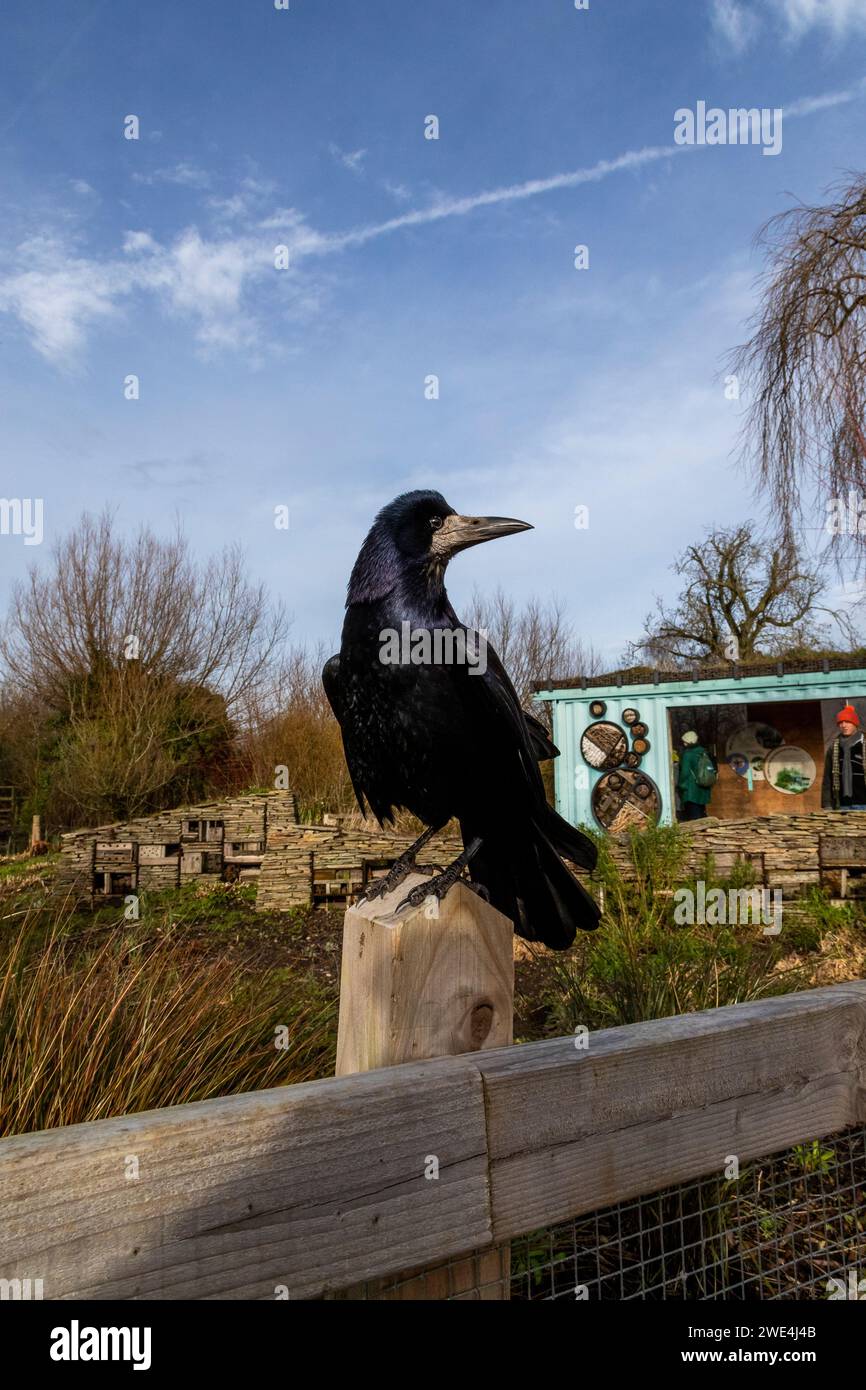 British Rook Images Rook uk beak hi-res stock photography and images - Alamy
