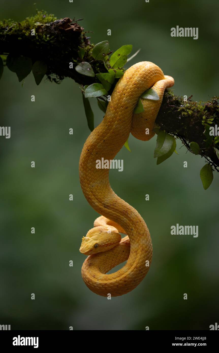 A snake in the rainforest of Costa Rica Stock Photo