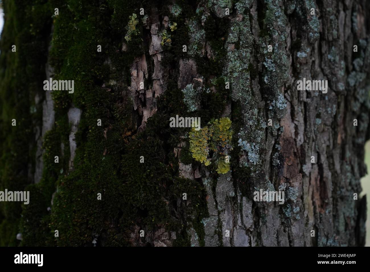 Moss on tree known as green ash or red ash(Fraxinus pennsylvanica) Stock Photo