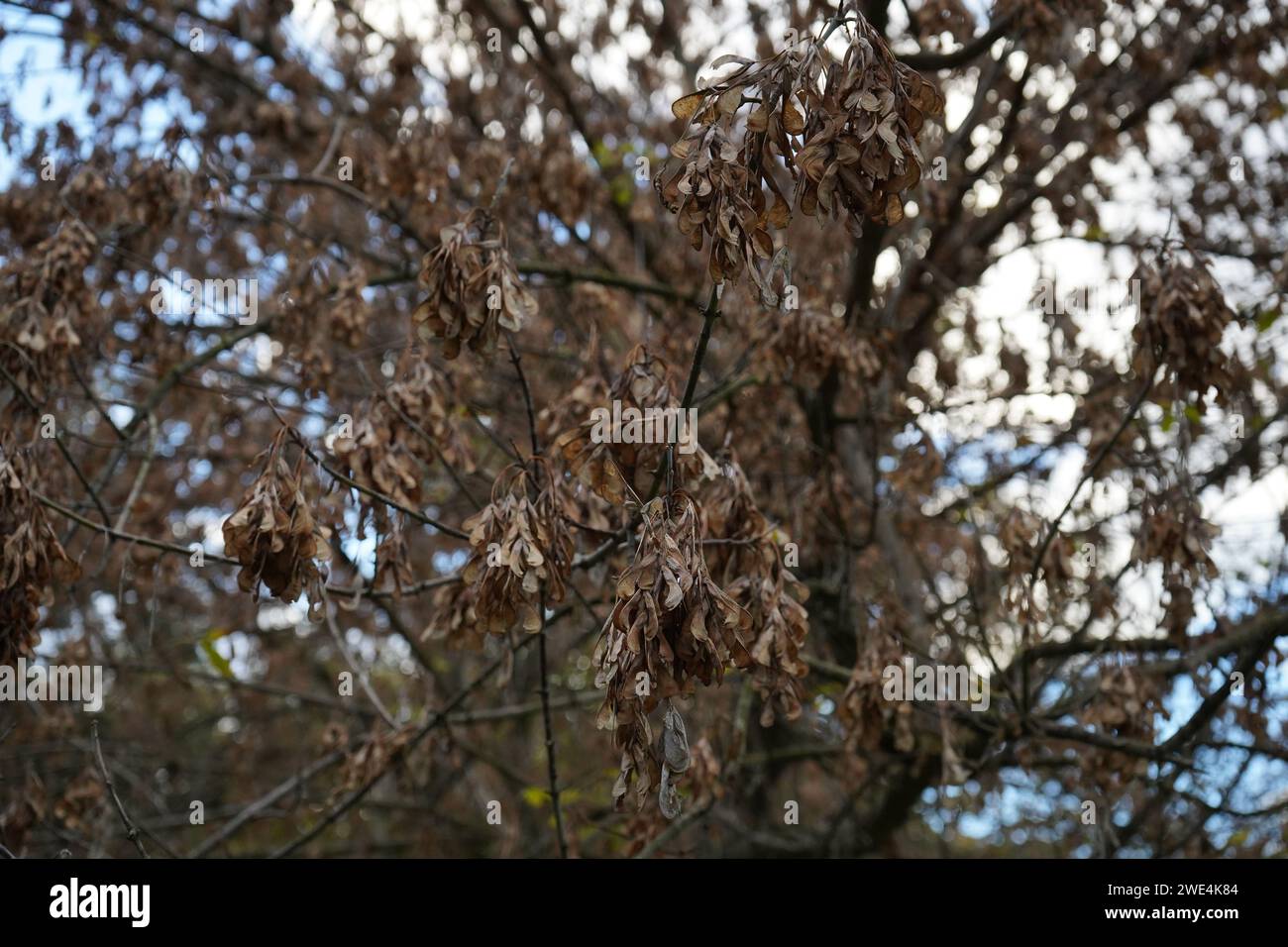 Box elder, boxelder maple, Manitoba maple or ash-leaved maple(Acer negundo) Stock Photo