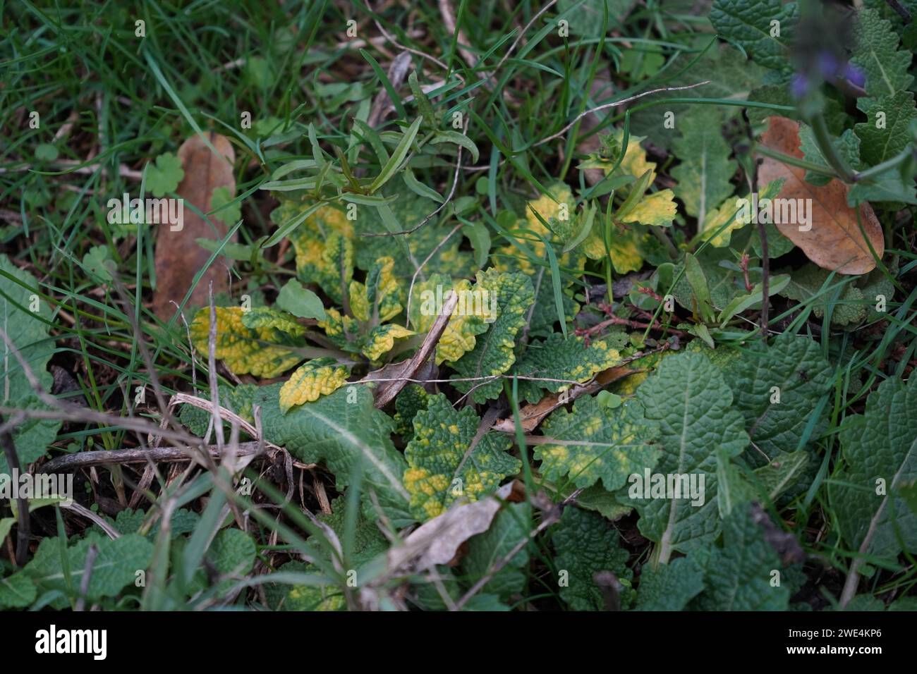Sage, Wand sage, southern meadow sage(Salvia virgata) Stock Photo