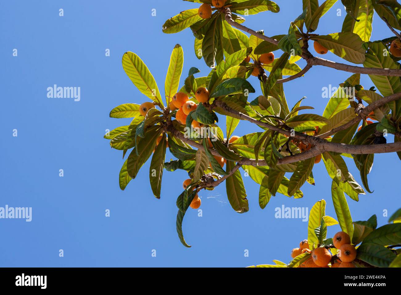 Close-up of Loquat (Eriobotrya japonica) tree: branches, leaves and fruit in Roccella Ionica, Calabria, Italy Stock Photo