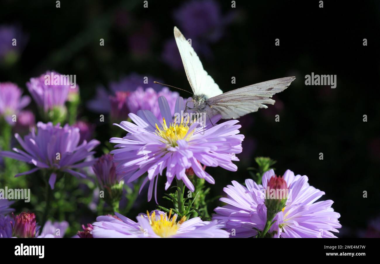 Michaelmas daisies with a White Butterfly feeding Stock Photo