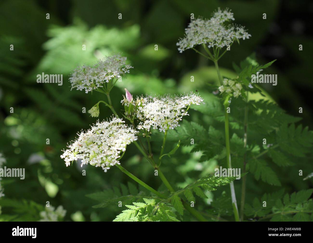 A close up of the Sweet Cicely flowers, Myrrhis odorata Stock Photo