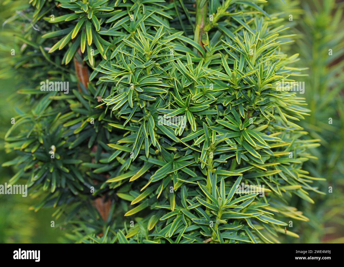 A close up of the golden Yew tree, Taxus baccata Stock Photo