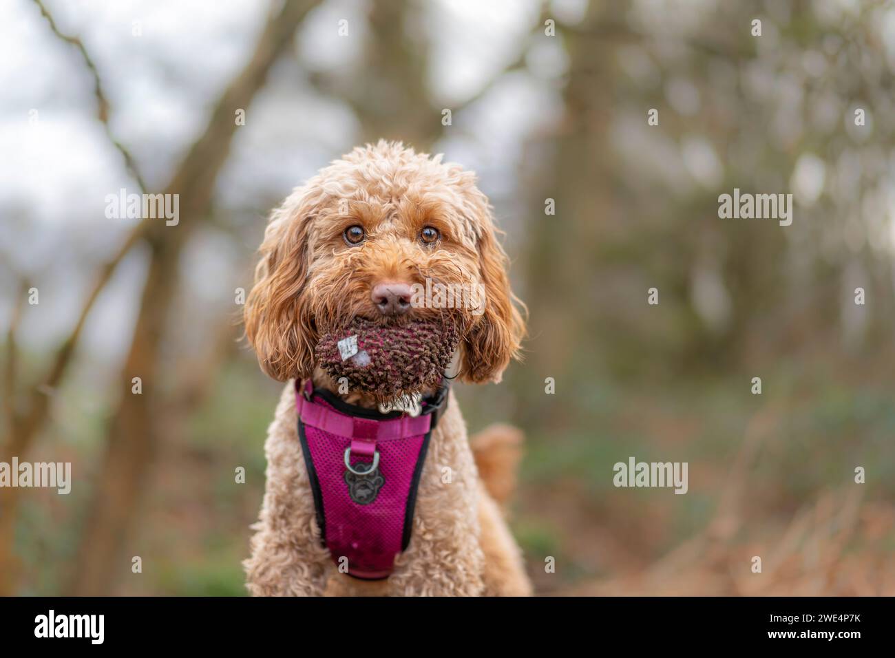 Close up front view of a cockerpoo dog with a fluffy toy in her mouth staring ahead. Stock Photo