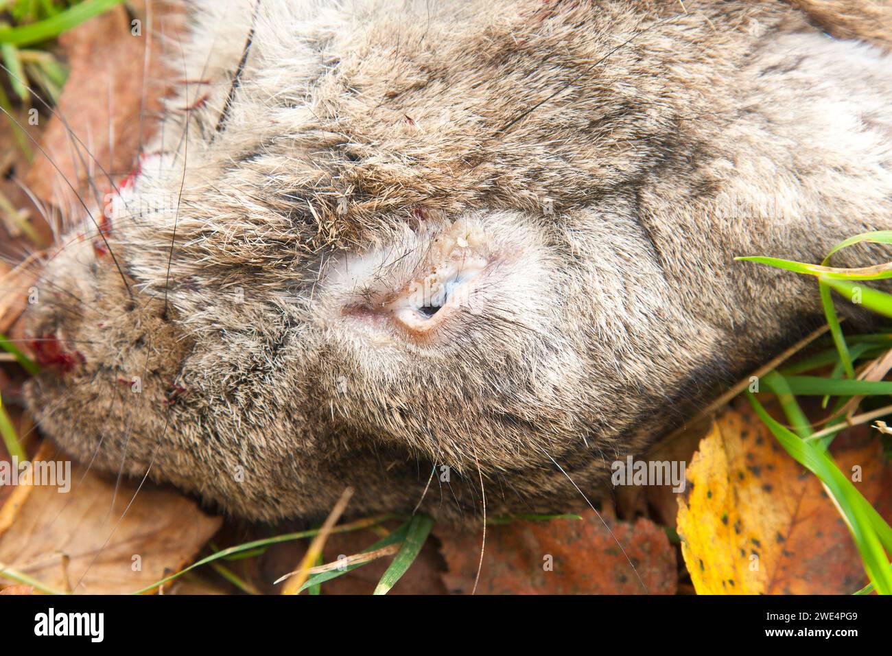 Dead rabbit, died of myxomatosis Stock Photo