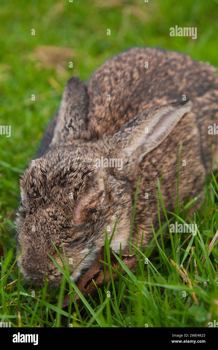 Rabbit with myxomatosis Stock Photo Alamy