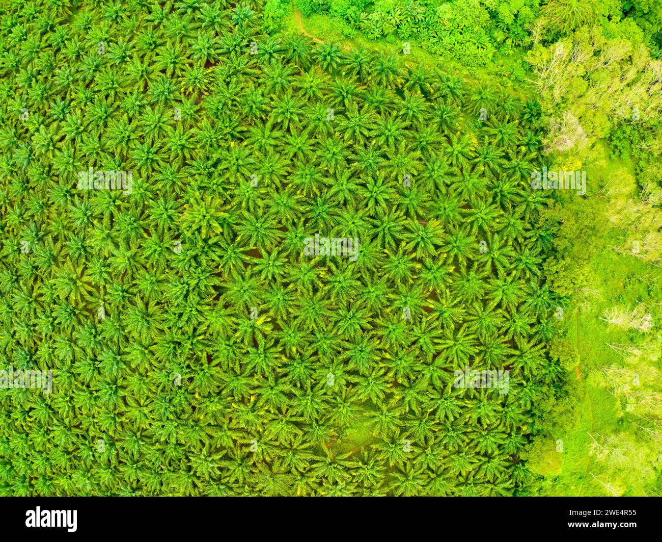 Top view aerial shot of the palm grove with green trees forest,palm grove and shadows from palm trees,Amazing nature trees background Stock Photo