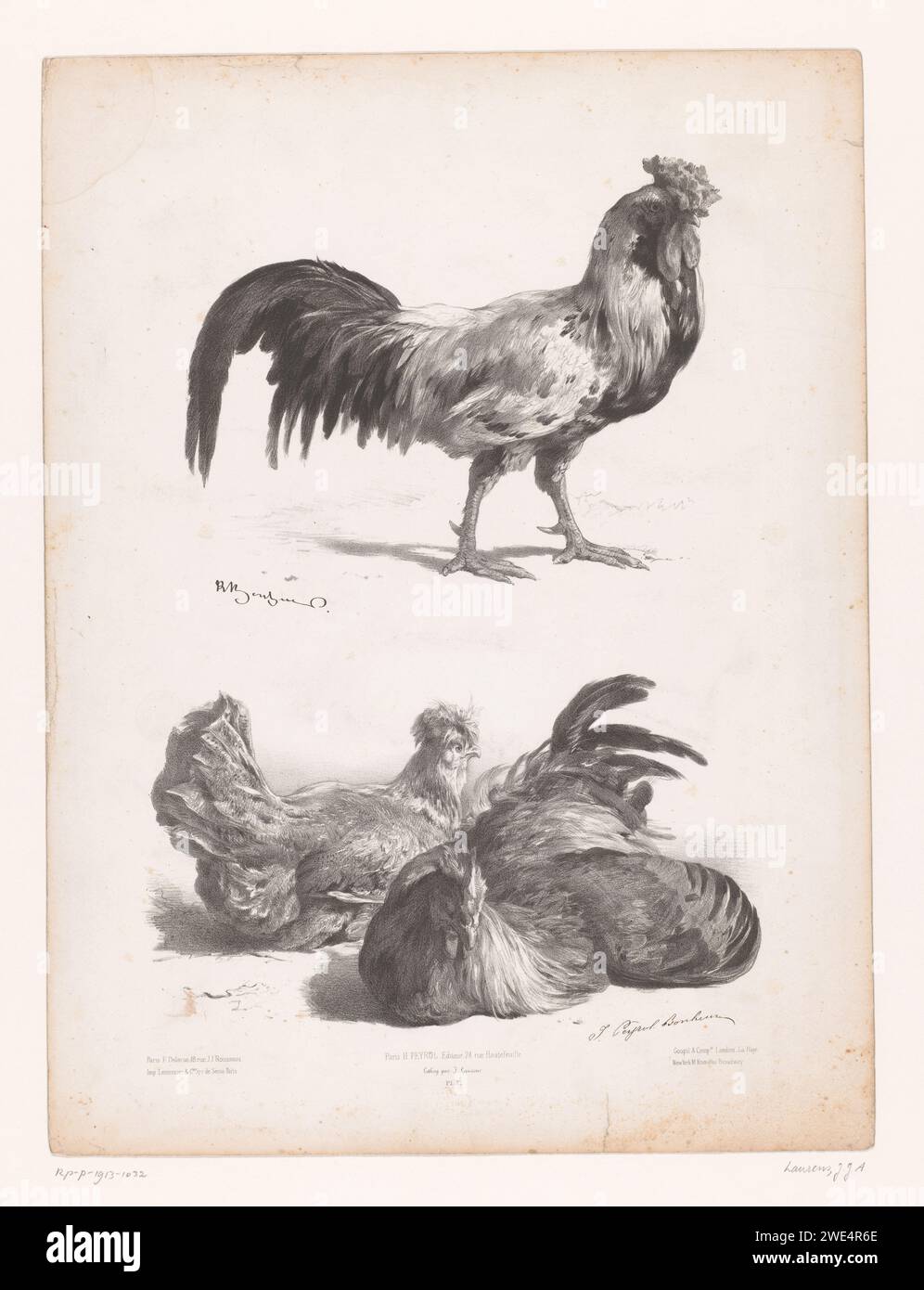 Studies of a rooster and two chickens, Jules Joseph Augustin Laurens, After  Juliette Bonheur, 1865 - 1878 print printer: Parispublisher:  Parispublisher: Parispublisher: Londonpublisher: New York (city) paper fowl  (cock, hen, chicken, etc