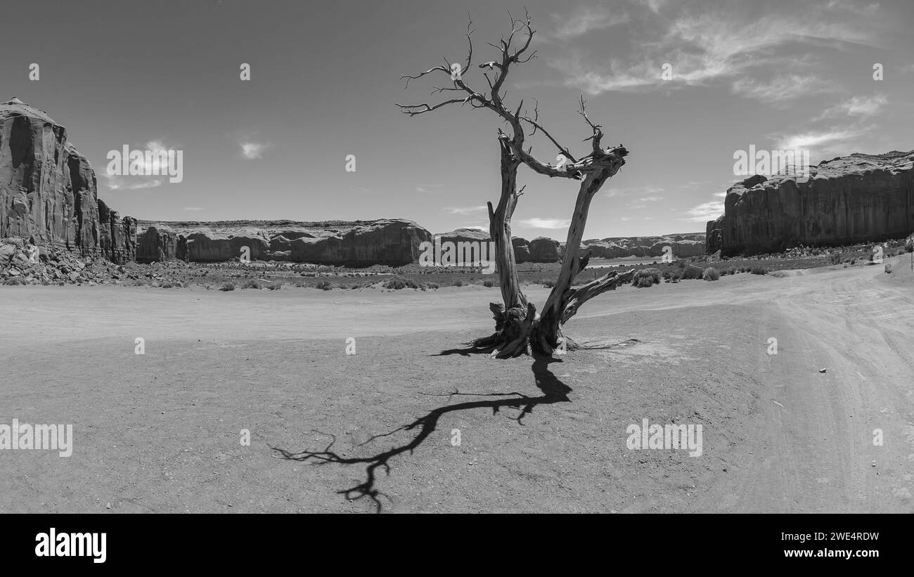 Dry tree in desert,, Monument Valley, Utah, USA Stock Photo