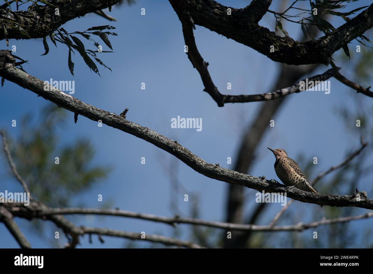 Northern Flicker perched in the sunlight Stock Photo