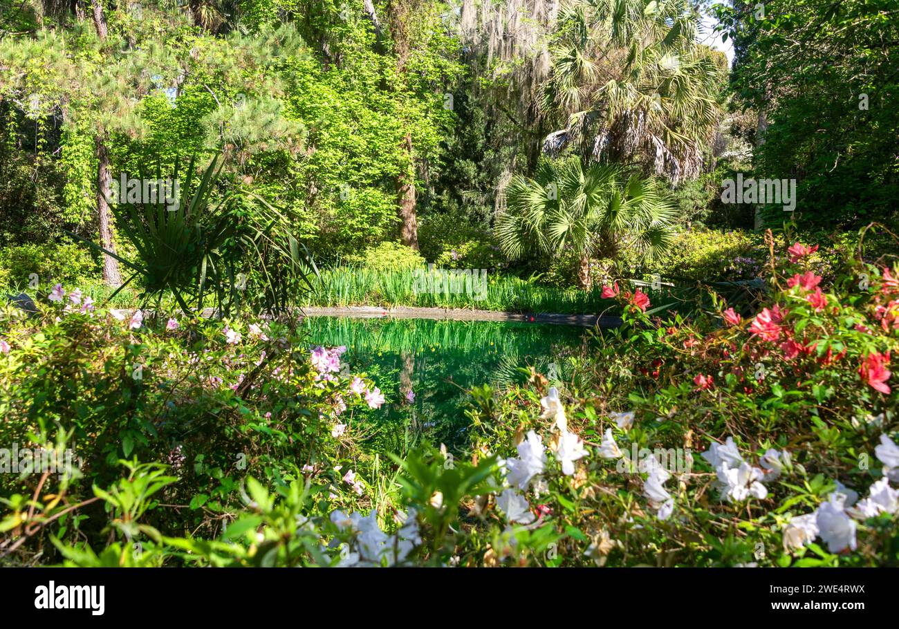 Garden reflection on pond at MaClay Gardens National Park in Tallahassee, Florida Stock Photo