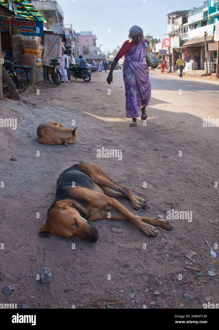 An old woman walking down an Indian street while dogs sleep in the sun Stock Photo