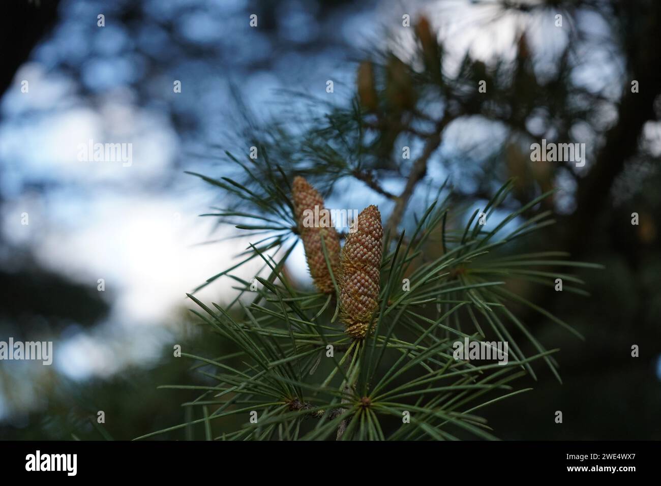 Cedar, Deodar cedar, Himalayan cedar, or deodar (Cedrus deodara) Stock Photo